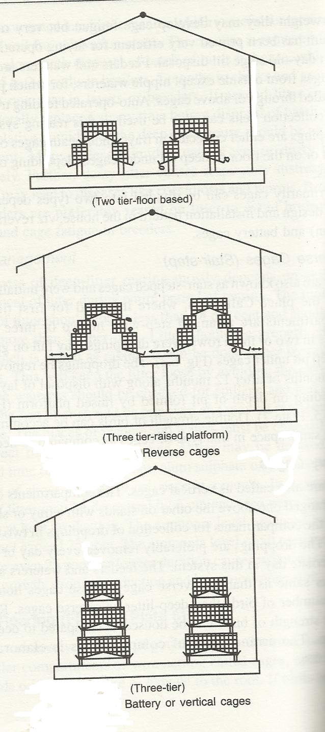Poultry Housing Systems Types Of Poultry House The Poultry Guide