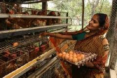 Organic chicken farm business plan