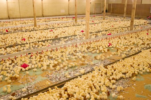 Environmentally controlled poultry shed/ House farming ...