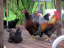 Alfa img  Showing gt; Backyard Poultry Farming