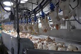Chicken Processing Plant http://thepoultryguide.com/poultry-processing 