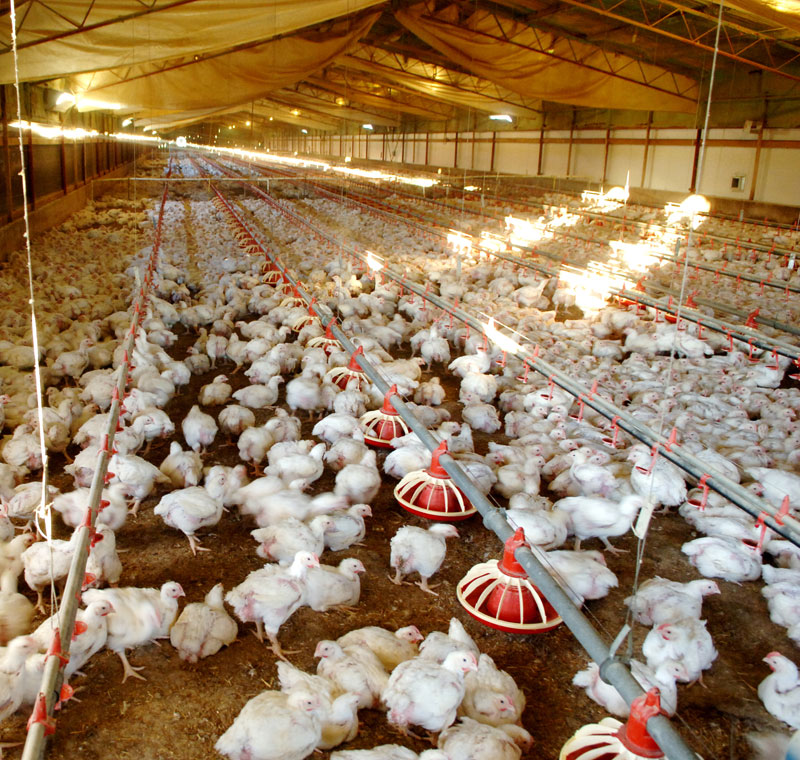 Current picture of poultry farming in India 2012 | The Poultry Guide