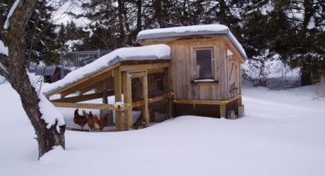 Cold Weather Chicken Coops