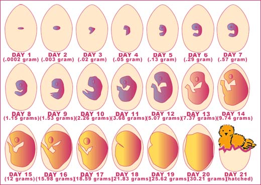 Chicken Egg Life Cycle