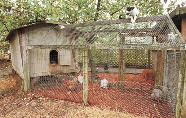 beginner guide for building a chicken coop. | The Poultry Guide