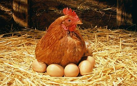 Another important thing in chicken egg development is that the eggs 