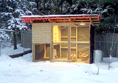 10 Tips for keeping chickens warm in the cold weather | The Poultry ...