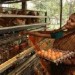poultry farming in india