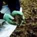 poultry manure