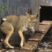 predators at chicken coop