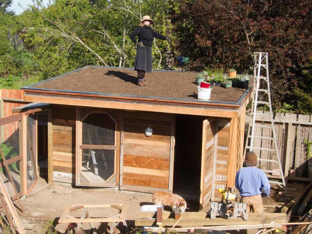 building a green roof chicken coop
