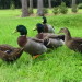caring and raising ducklings1