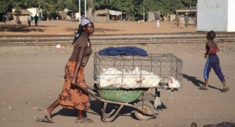 family and rural poultry production in africa