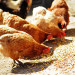 feed and nutrition guide for broiler