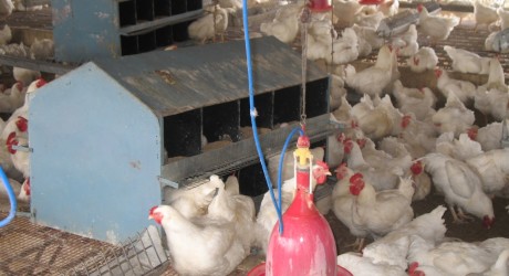 nutrition of broiler