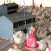 nutrition of broiler