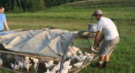 Fundamentals Of Pastured Poultry System 