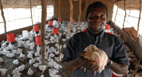 poultry farming in deveoping countries1