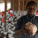 poultry farming in deveoping countries1