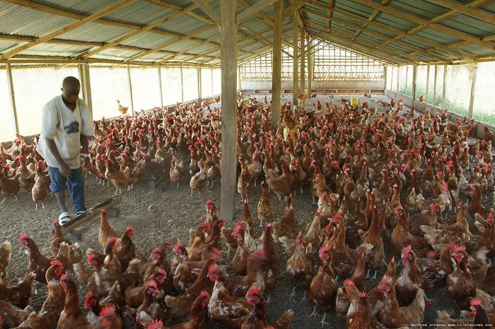 Commercial Chicken Farming