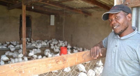 poultry farming insouth africa