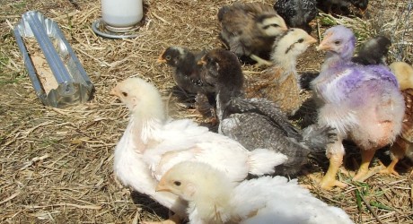How to make chicken incubators ~ Makers