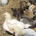 raising chicken for dummies
