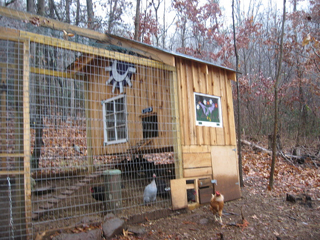 10 Top Tips for Getting Started With Raising Chickens Economically ...