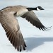 an insight of goose