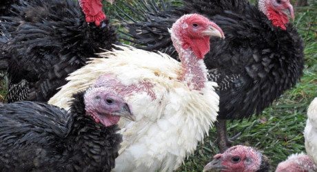 breeds of turkeys
