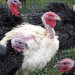 breeds of turkeys
