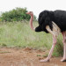 ostrich characteristics