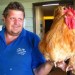 poultry farming in australia