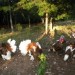raising of turkeys