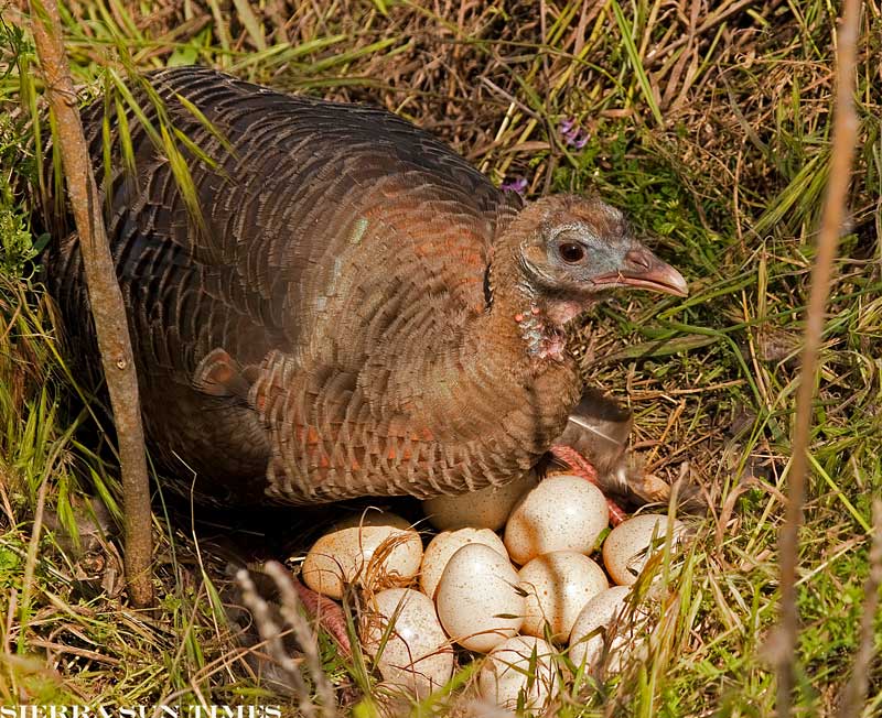 Wild Turkeys Facts And Hunting The Poultry Guide