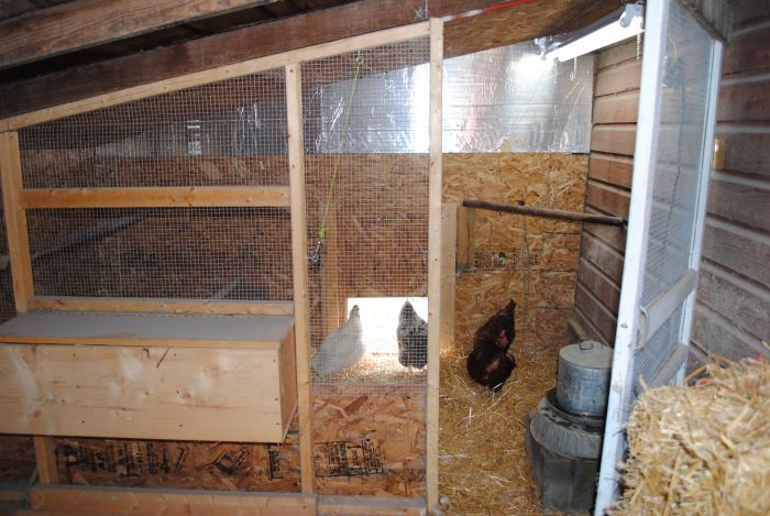 Ways to Insulate Your Chicken Coop for Extreme Weather Conditions 