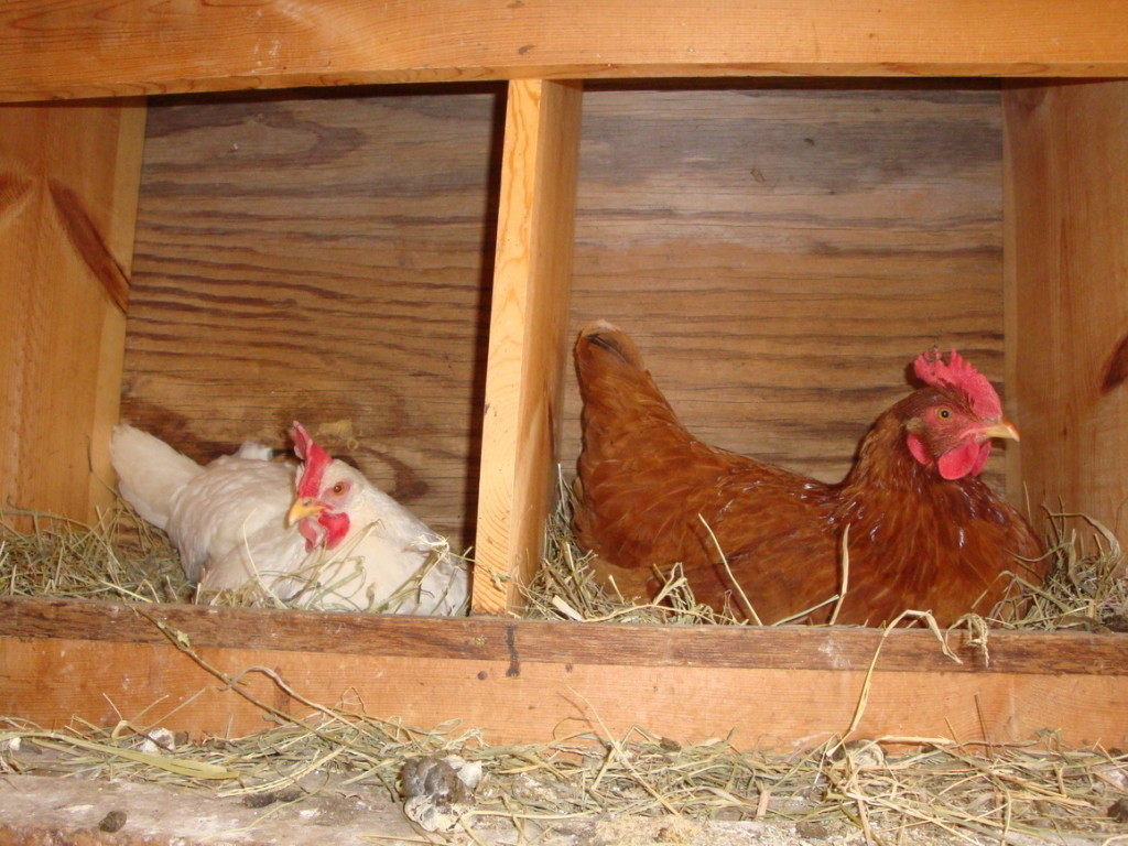 considerations for building chicken coop nesting boxes | The