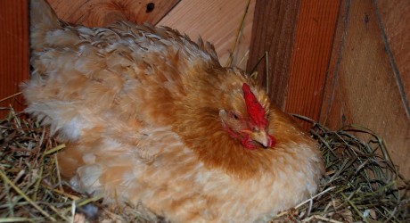 how to stop broody hen