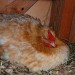how to stop broody hen
