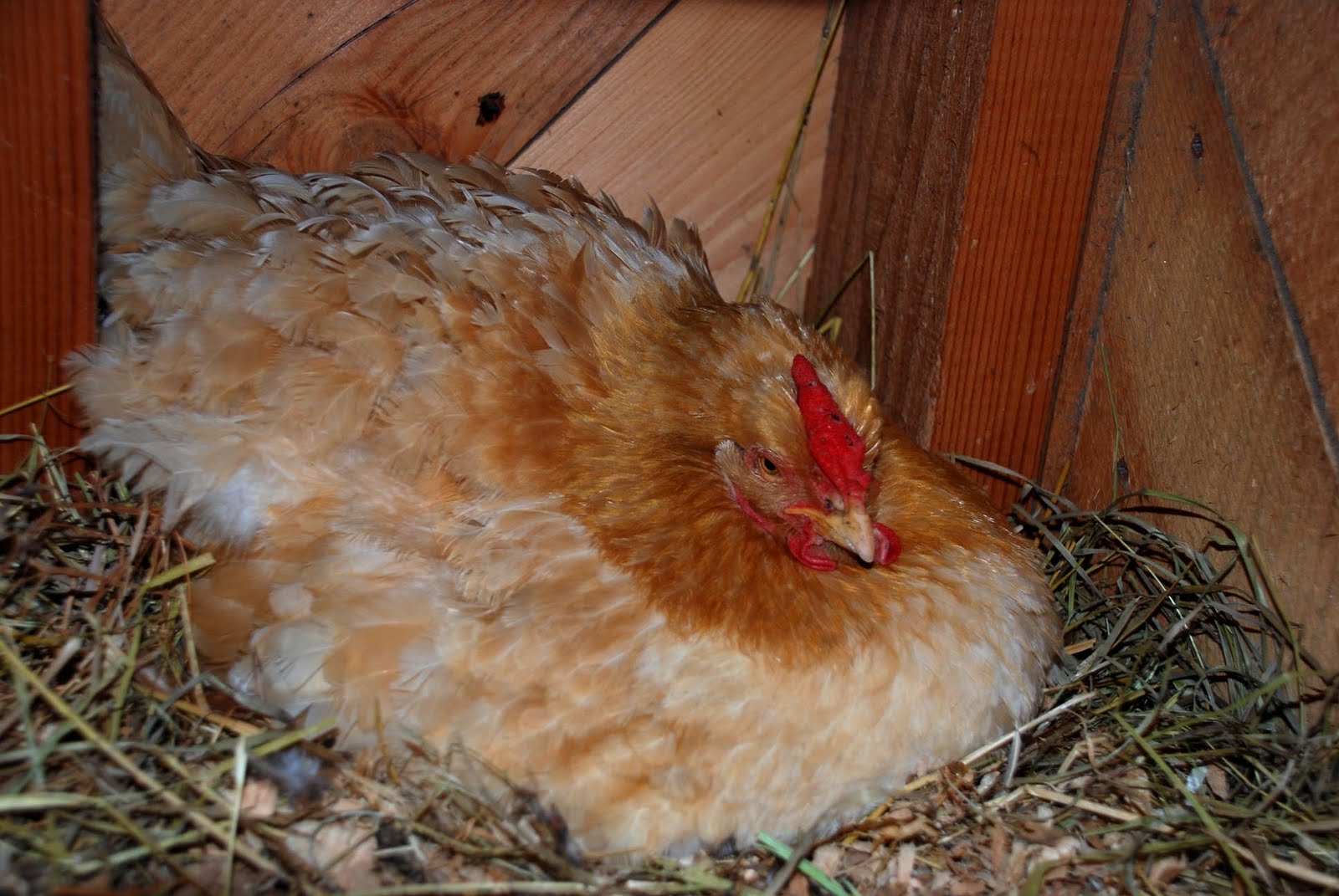 Hatching chicken eggs naturally under a broody hen | The Poultry Guide