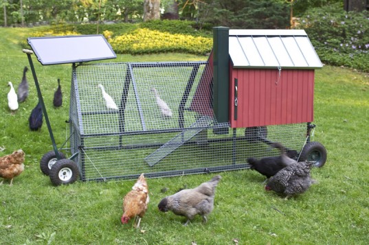 Portable Chicken Coops