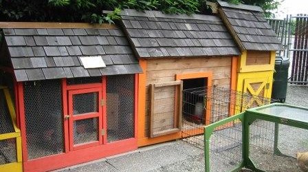 Chicken Co-op Plans for 6 Chickens