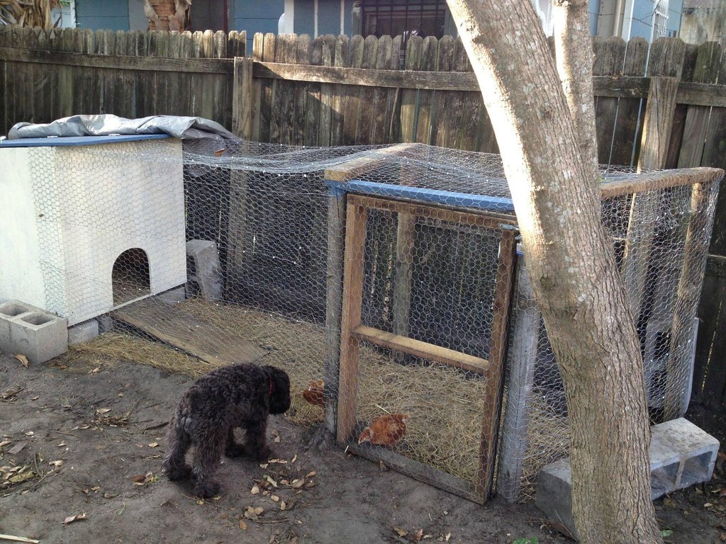 Simple Chicken Coop Pictures to pin on Pinterest