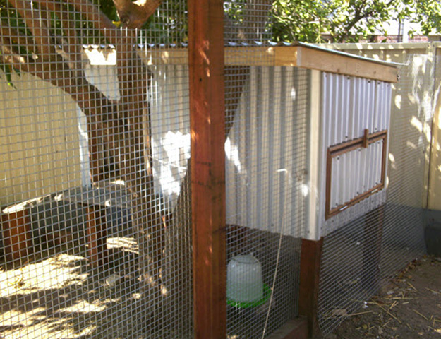  resistant this coop can easily be made using chicken coop blueprint