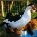 duck and chicken