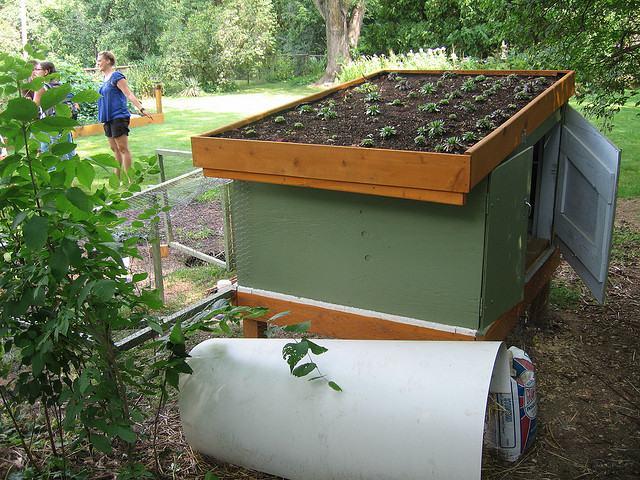Free green roof chicken coop plans – build one yourself