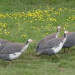 rearing guinea fowl