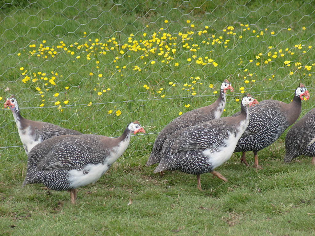 Some Interesting Facts And Benefits Of Raising Guinea Fowl The 