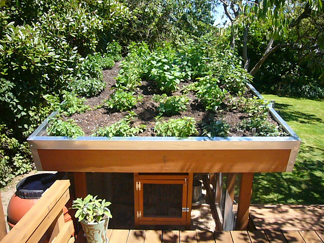 Free green roof chicken coop plans – build one yourself