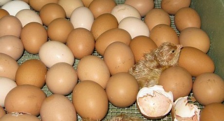 10 tips for hatching chicken egg in an incubator  The Poultry Guide